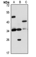 NAIF1 Rabbit Polyclonal Antibody