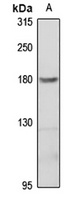 Neogenin Rabbit Polyclonal Antibody