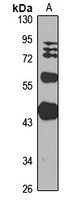 Neu2 Rabbit Polyclonal Antibody