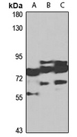 NLGN4X Rabbit Polyclonal Antibody