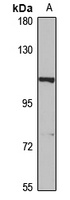 NALP12 Rabbit Polyclonal Antibody