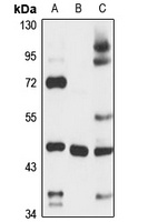 NOXA1 Rabbit Polyclonal Antibody
