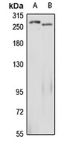 NUP214 Rabbit Polyclonal Antibody