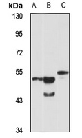 OLFM3 Rabbit Polyclonal Antibody