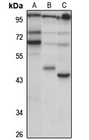OLFM4 Rabbit Polyclonal Antibody