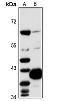 Oma1 Rabbit Polyclonal Antibody