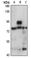 PABPC1 Rabbit Polyclonal Antibody