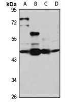 M Rabbit Polyclonal Antibody