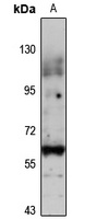 Z Rabbit Polyclonal Antibody