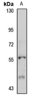 Perilipin-1 Rabbit Polyclonal Antibody