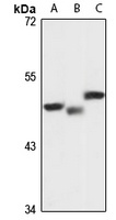 PLRP1 Rabbit Polyclonal Antibody