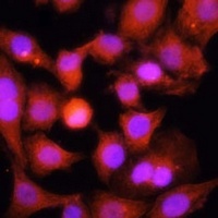 PGC1 alpha Rabbit Polyclonal Antibody