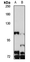 PGC-1-beta Rabbit Polyclonal Antibody