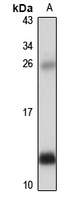 CXCL7 Rabbit Polyclonal Antibody