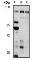Spinophilin Rabbit Polyclonal Antibody