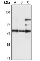 PREPL Rabbit Polyclonal Antibody