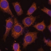 PREPL Rabbit Polyclonal Antibody