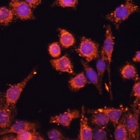 AMPK alpha 1/2 Rabbit Polyclonal Antibody