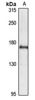 Periaxin Rabbit Polyclonal Antibody