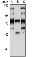 RanBP3 Rabbit Polyclonal Antibody