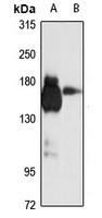 SEC31A Rabbit Polyclonal Antibody