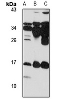 Selenoprotein M Rabbit Polyclonal Antibody