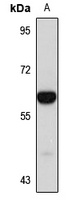 SIAE Rabbit Polyclonal Antibody