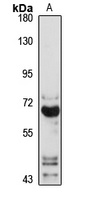VGLUT2 Rabbit Polyclonal Antibody