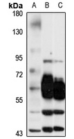 GAT3 Rabbit Polyclonal Antibody