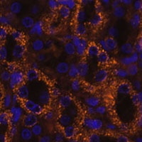 SLC7A9 Rabbit Polyclonal Antibody