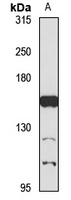 Slit1 Rabbit Polyclonal Antibody