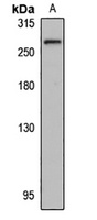 SorLA Rabbit Polyclonal Antibody