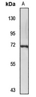 Sox-13 Rabbit Polyclonal Antibody