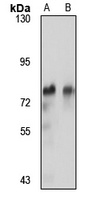Sp4 Rabbit Polyclonal Antibody