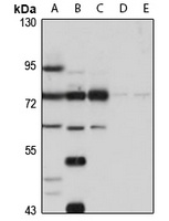 Spartin Rabbit Polyclonal Antibody