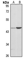 Testican-3 Rabbit Polyclonal Antibody