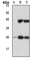 MENTHO Rabbit Polyclonal Antibody