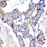 MENTHO Rabbit Polyclonal Antibody