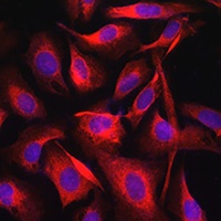 TGN38 Rabbit Polyclonal Antibody