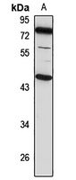 TROY Rabbit Polyclonal Antibody