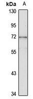 TRAF5 Rabbit Polyclonal Antibody
