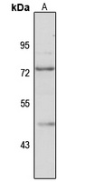 TRAF7 Rabbit Polyclonal Antibody