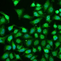 TRIM22 Rabbit Polyclonal Antibody