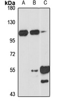 DENTT Rabbit Polyclonal Antibody