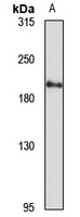 Munc13-2 Rabbit Polyclonal Antibody
