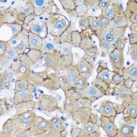Munc13-2 Rabbit Polyclonal Antibody