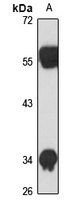 USP46 Rabbit Polyclonal Antibody