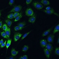 USP46 Rabbit Polyclonal Antibody
