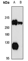 USP9X Rabbit Polyclonal Antibody
