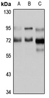 WDR26 Rabbit Polyclonal Antibody